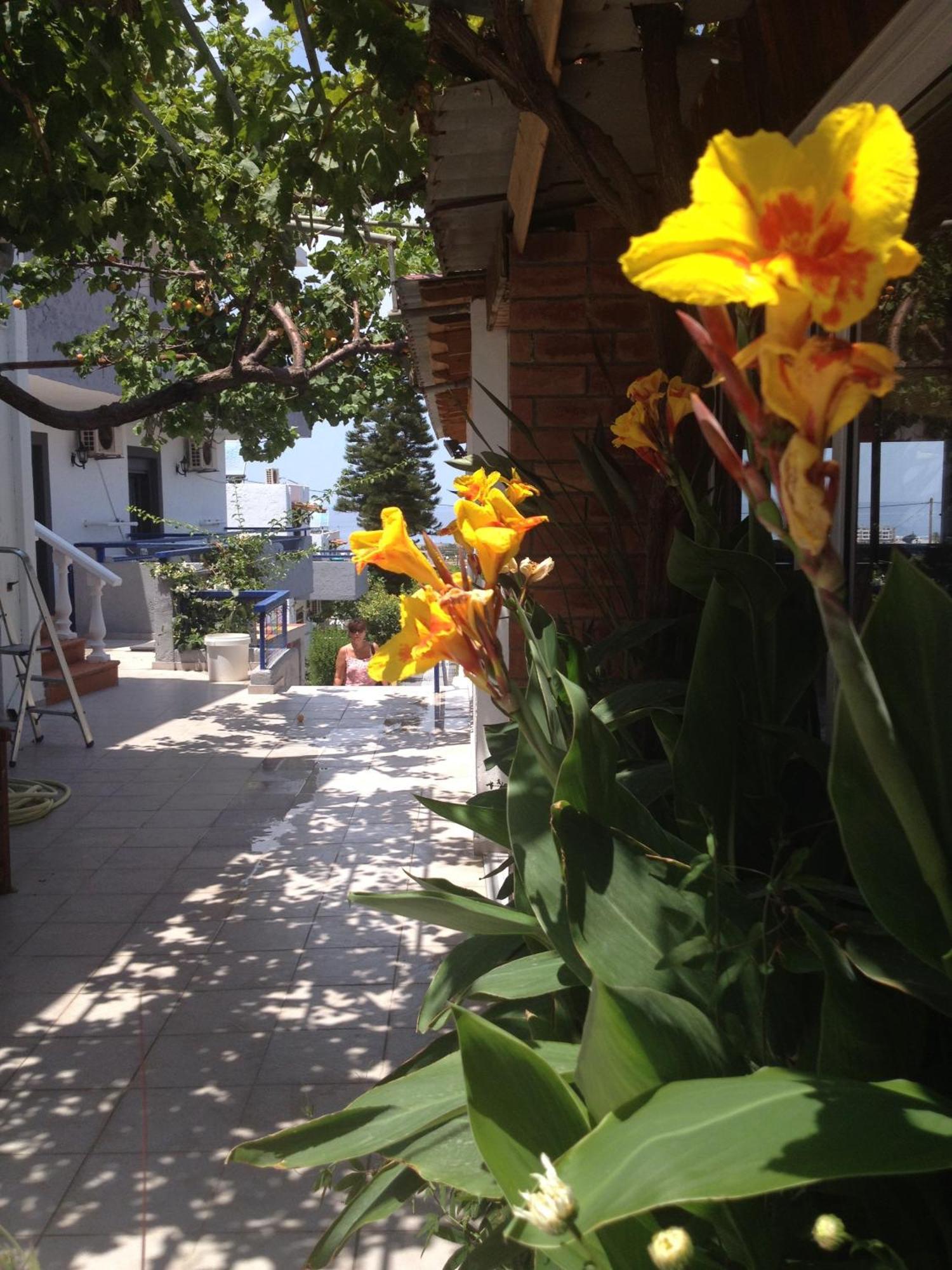 Villa Marina Hersonissos  Eksteriør billede
